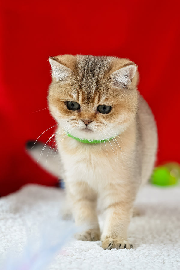 Goldie | British Shorthair Kitten