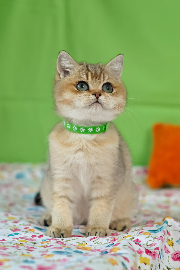 Goldie | British Shorthair Kitten