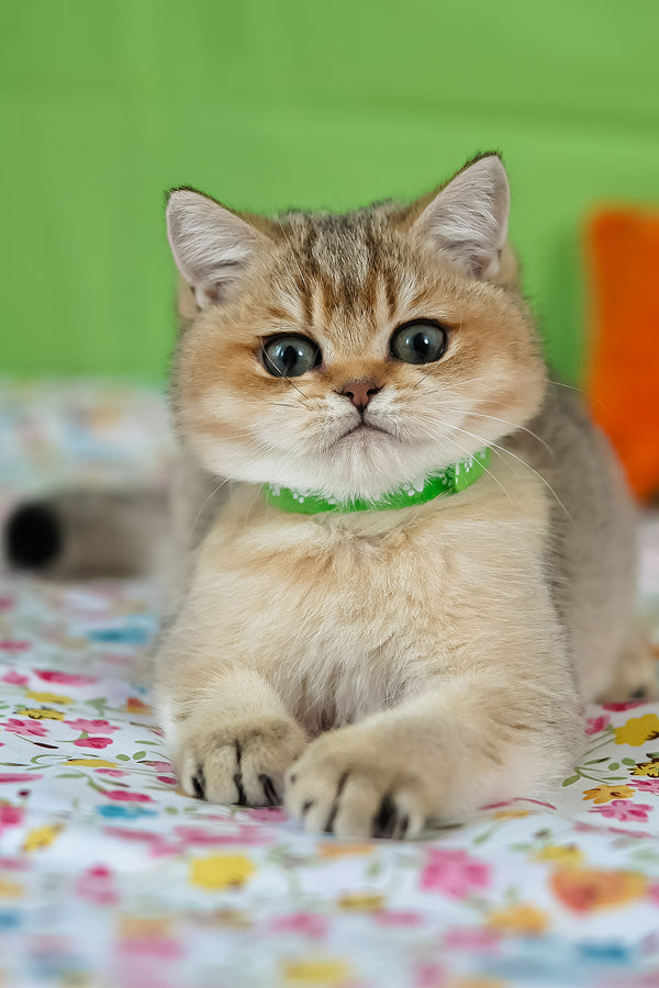 Goldie | British Shorthair Kitten