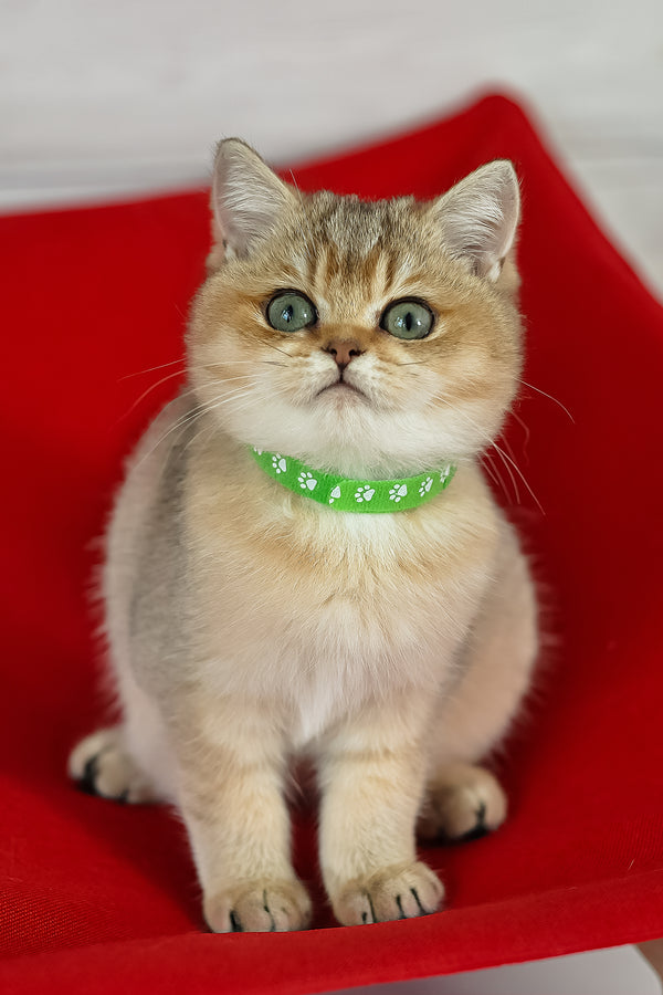 Goldie | British Shorthair Kitten