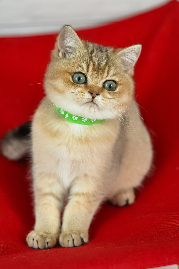 Goldie | British Shorthair Kitten
