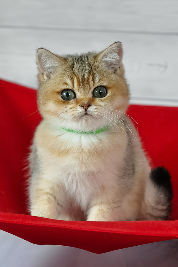 Goldie | British Shorthair Kitten