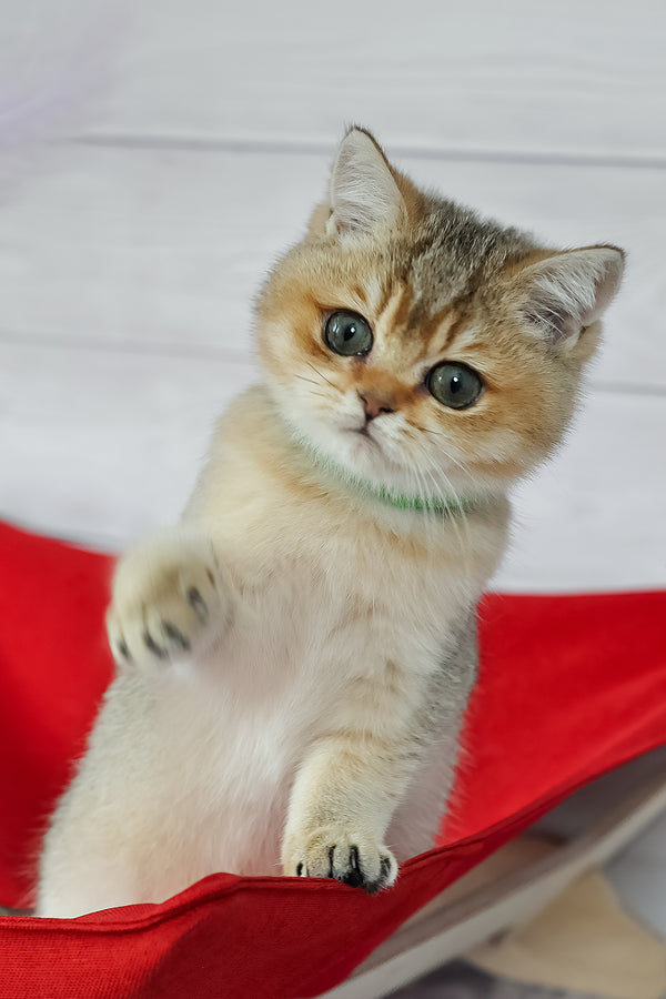 Goldie | British Shorthair Kitten