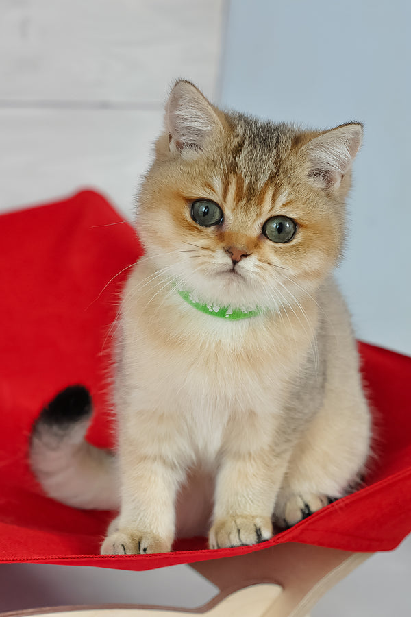 Goldie | British Shorthair Kitten