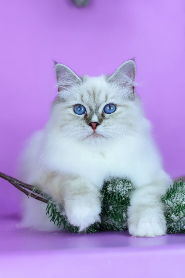Grace | Siberian Kitten