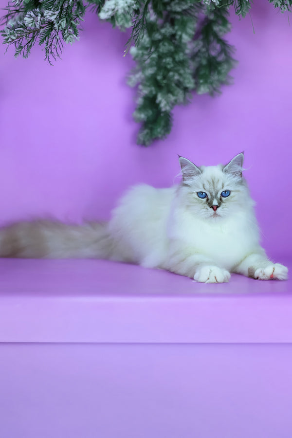 Grace | Siberian Kitten