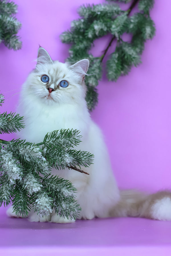 Grace | Siberian Kitten