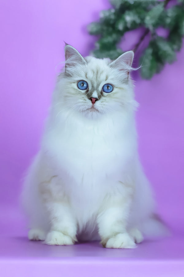 Grace | Siberian Kitten