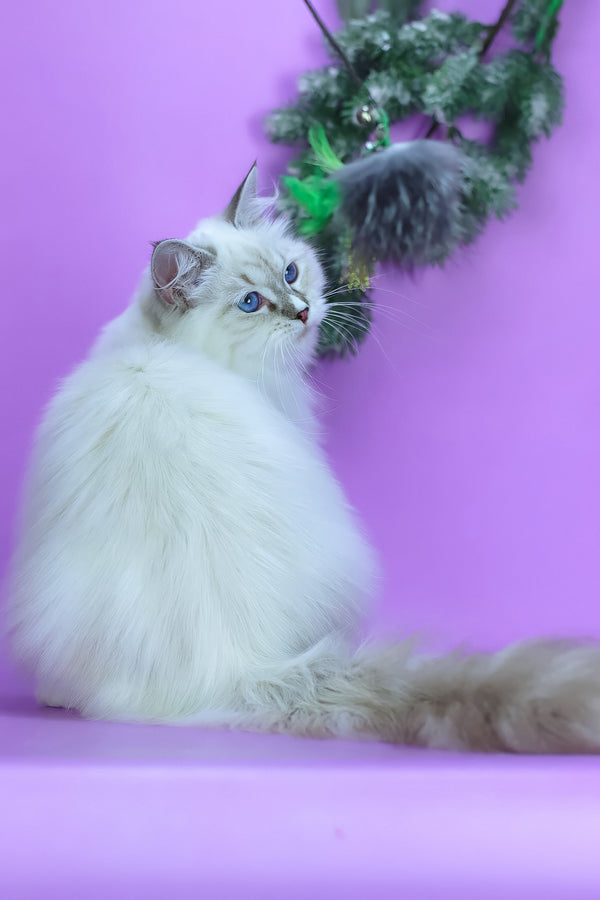 Grace | Siberian Kitten