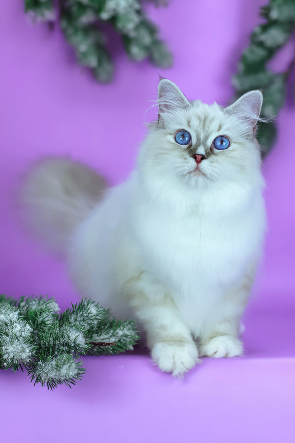 Grace | Siberian Kitten