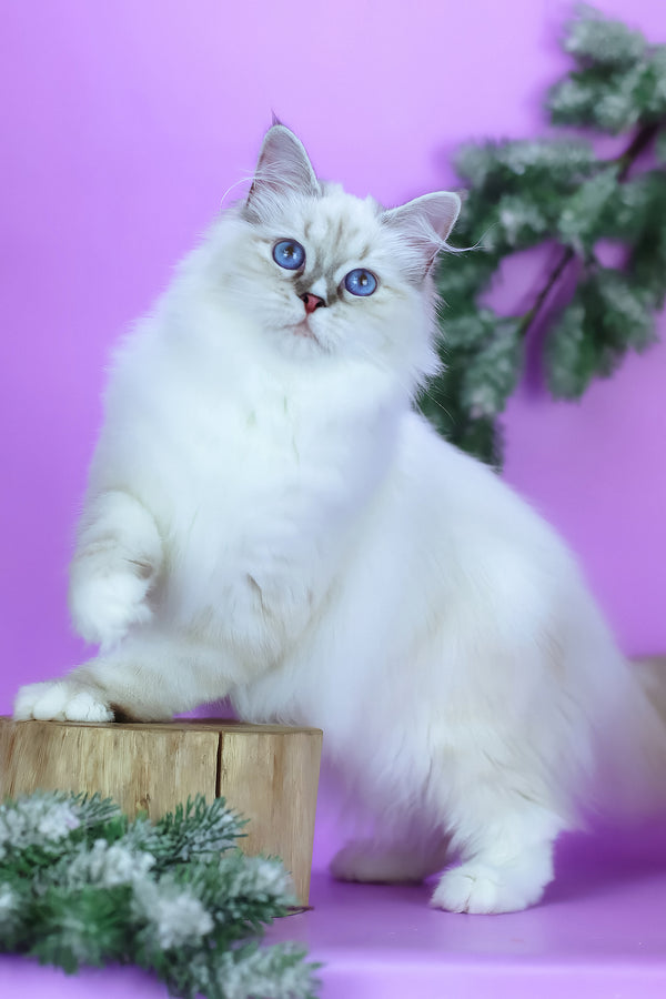 Grace | Siberian Kitten