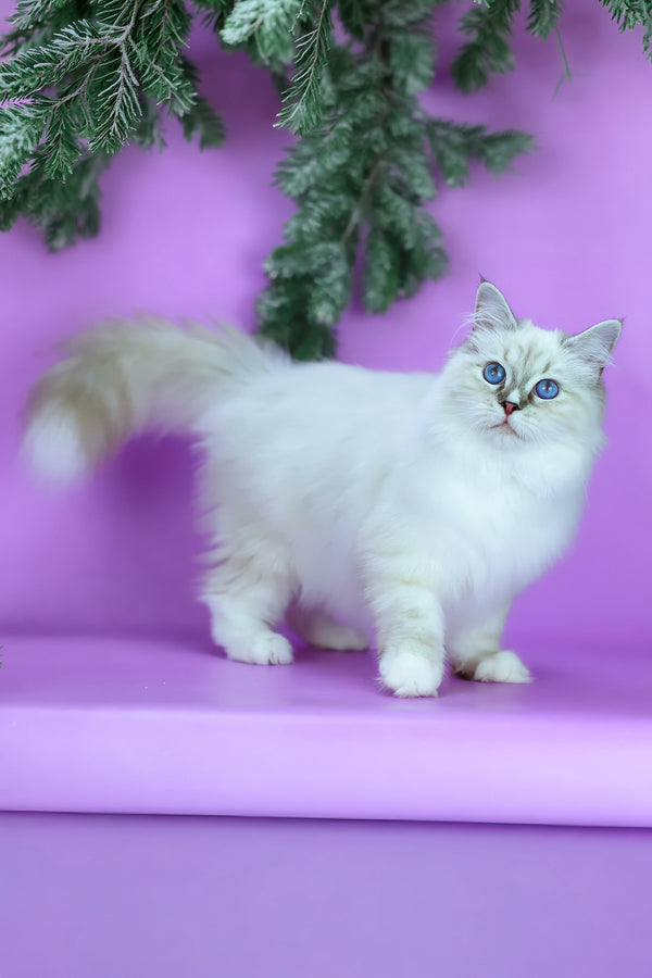 Grace | Siberian Kitten