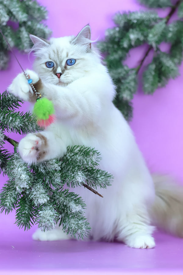 Grace | Siberian Kitten