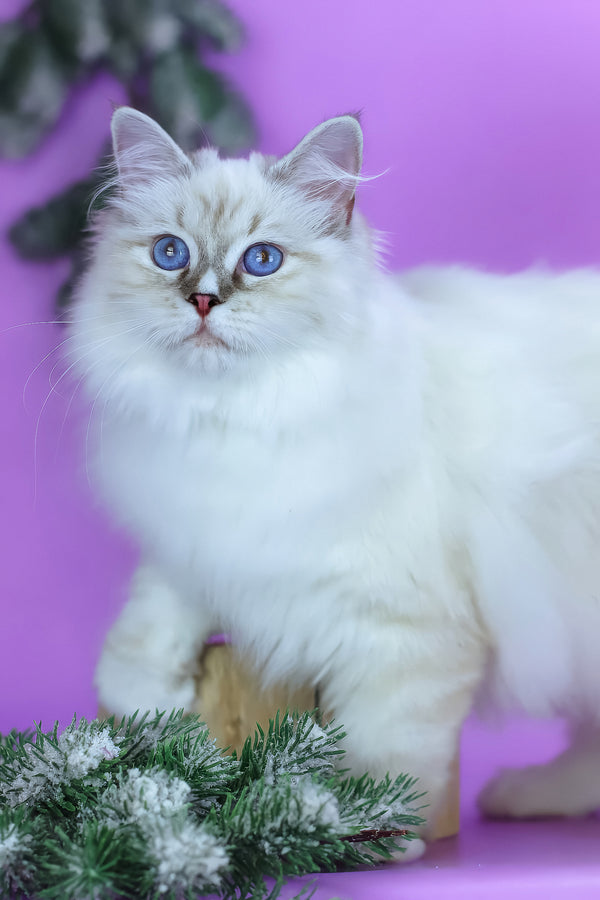 Grace | Siberian Kitten