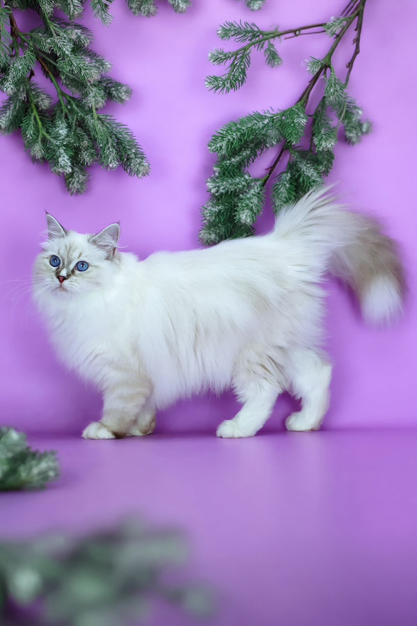 Grace | Siberian Kitten