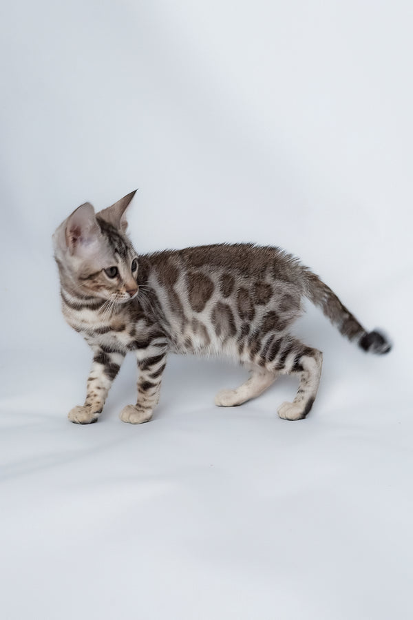 Graf | Bengal Kitten
