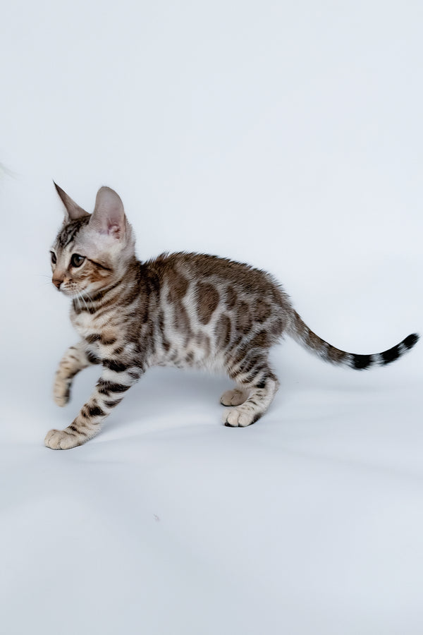 Graf | Bengal Kitten