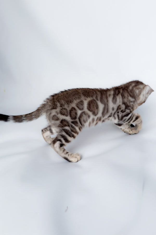 Graf | Bengal Kitten