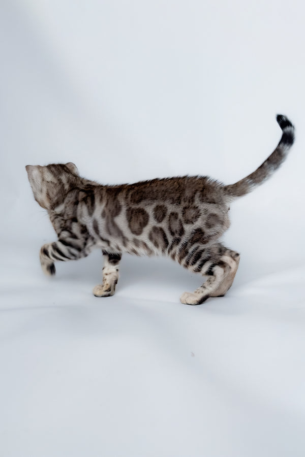 Graf | Bengal Kitten