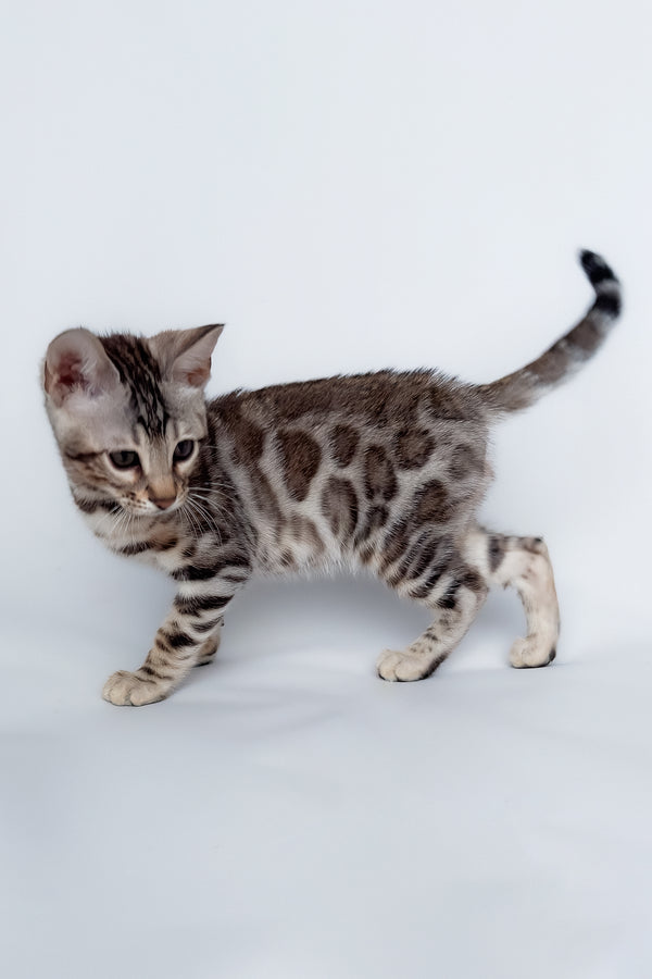 Graf | Bengal Kitten