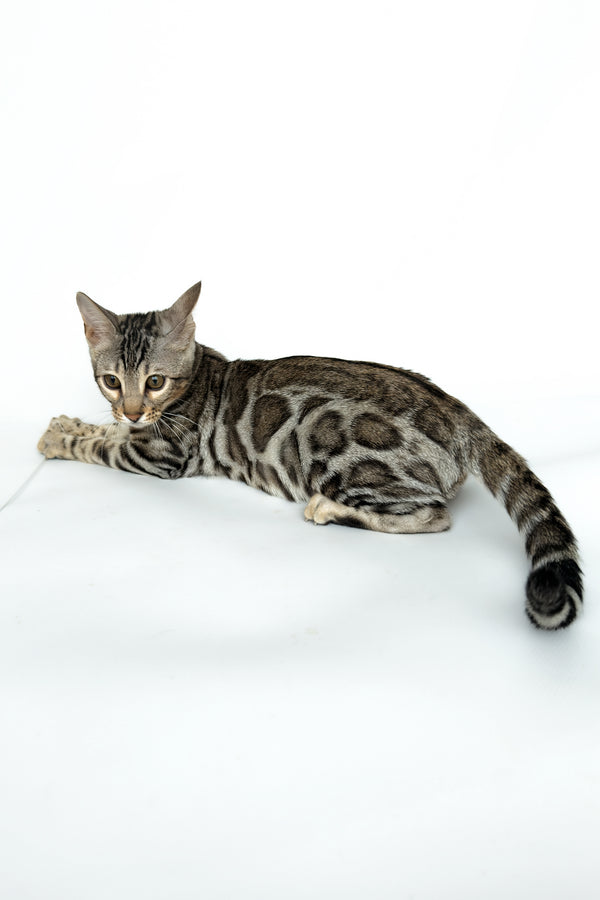 Graf | Bengal Kitten