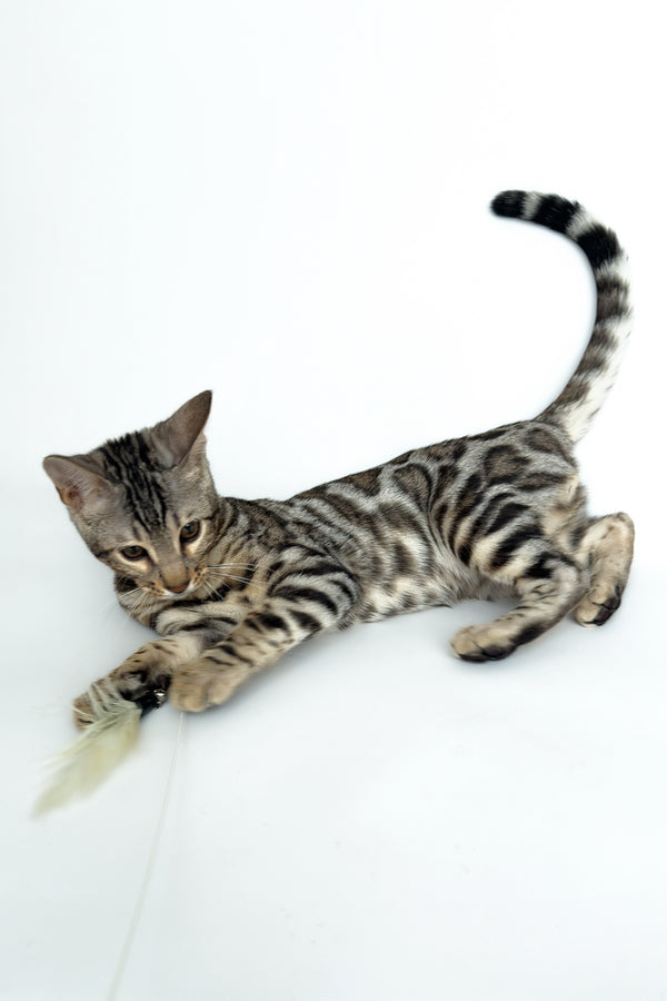 Graf | Bengal Kitten