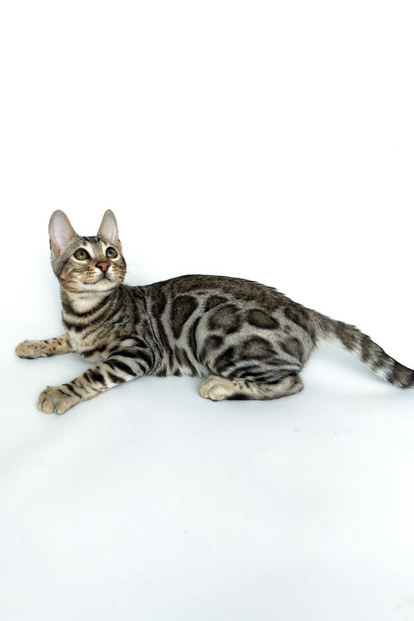 Graf | Bengal Kitten