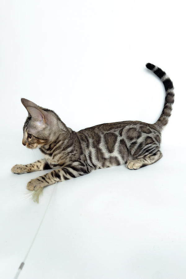 Graf | Bengal Kitten