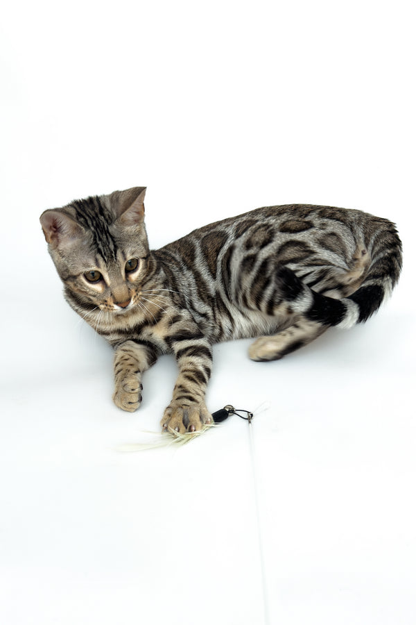 Graf | Bengal Kitten