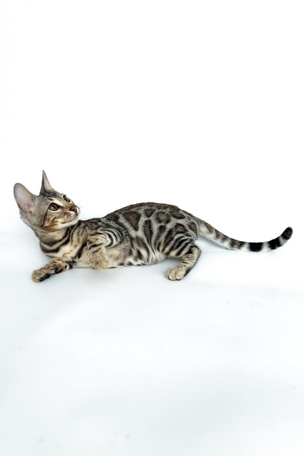 Graf | Bengal Kitten