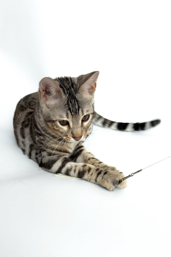 Graf | Bengal Kitten