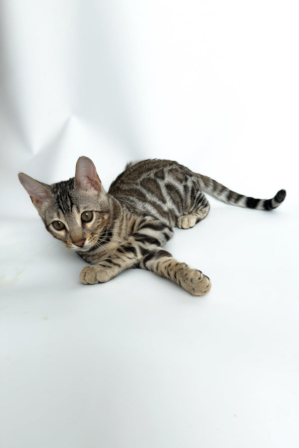 Graf | Bengal Kitten