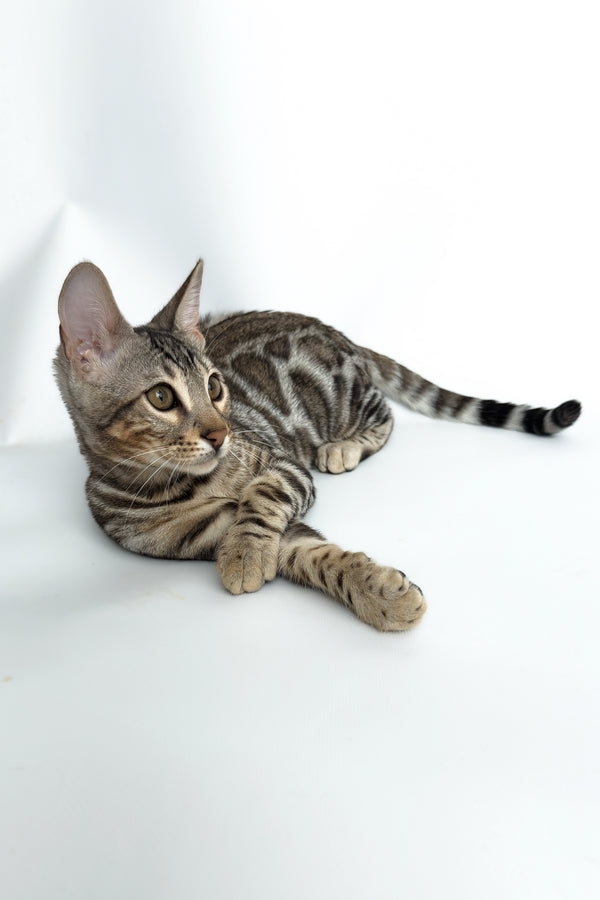 Graf | Bengal Kitten