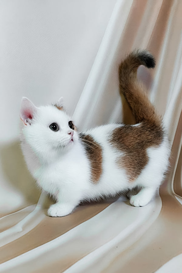 Graf | Munchkin Kitten