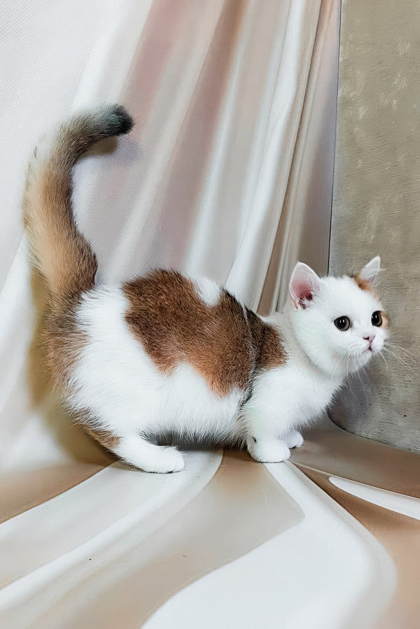 Graf | Munchkin Kitten