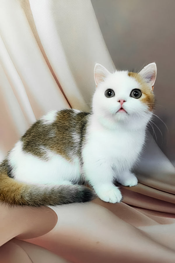 Graf | Munchkin Kitten