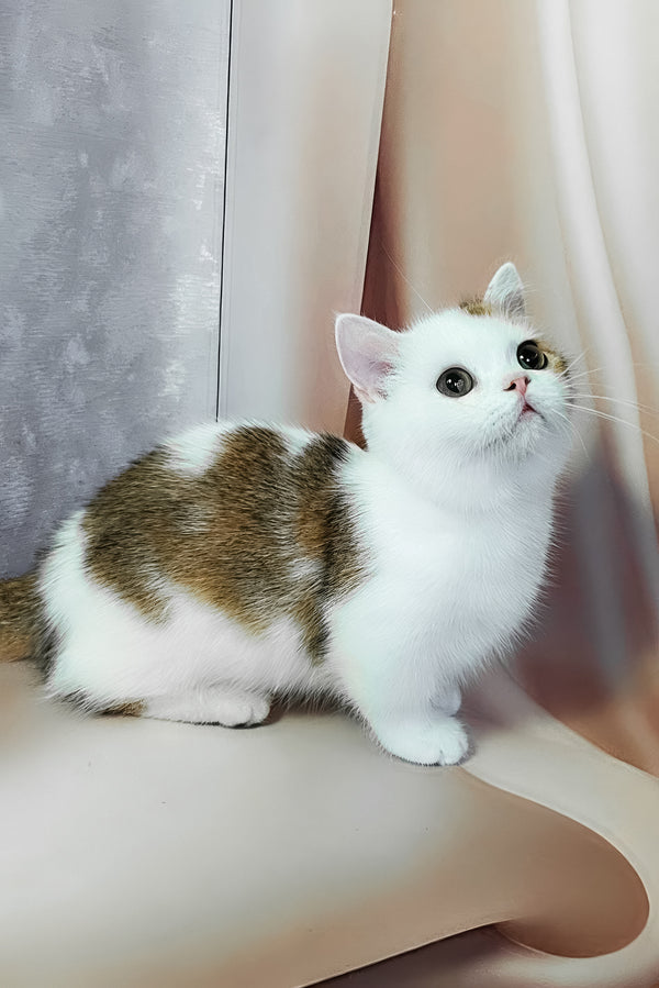 Graf | Munchkin Kitten