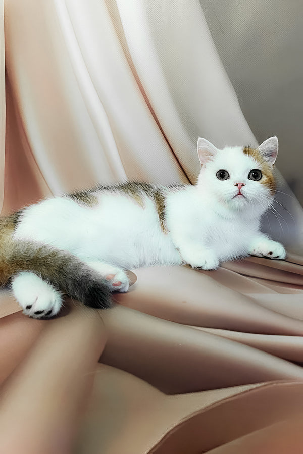 Graf | Munchkin Kitten