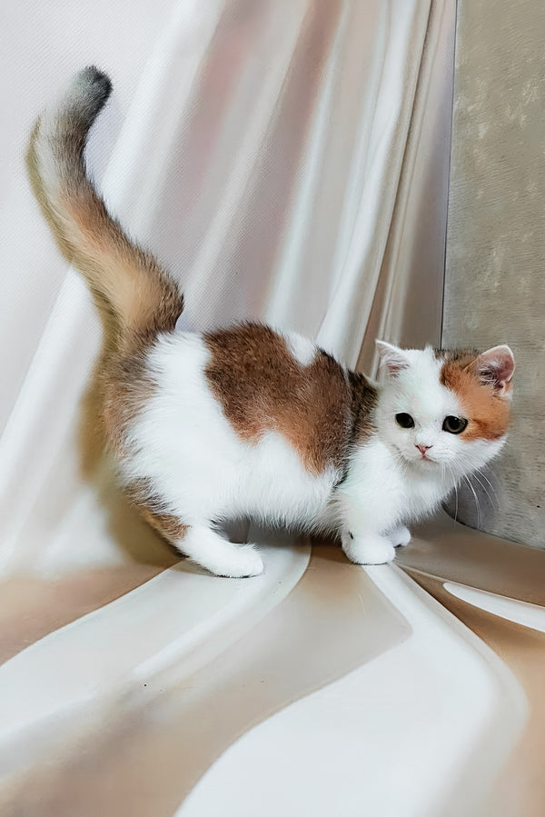 Graf | Munchkin Kitten