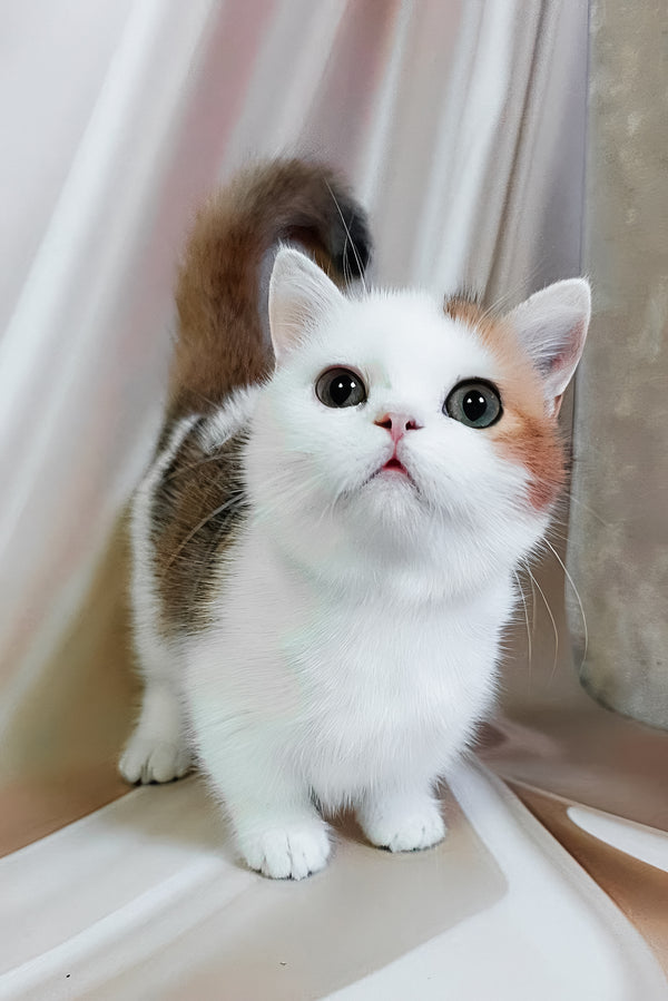 Graf | Munchkin Kitten