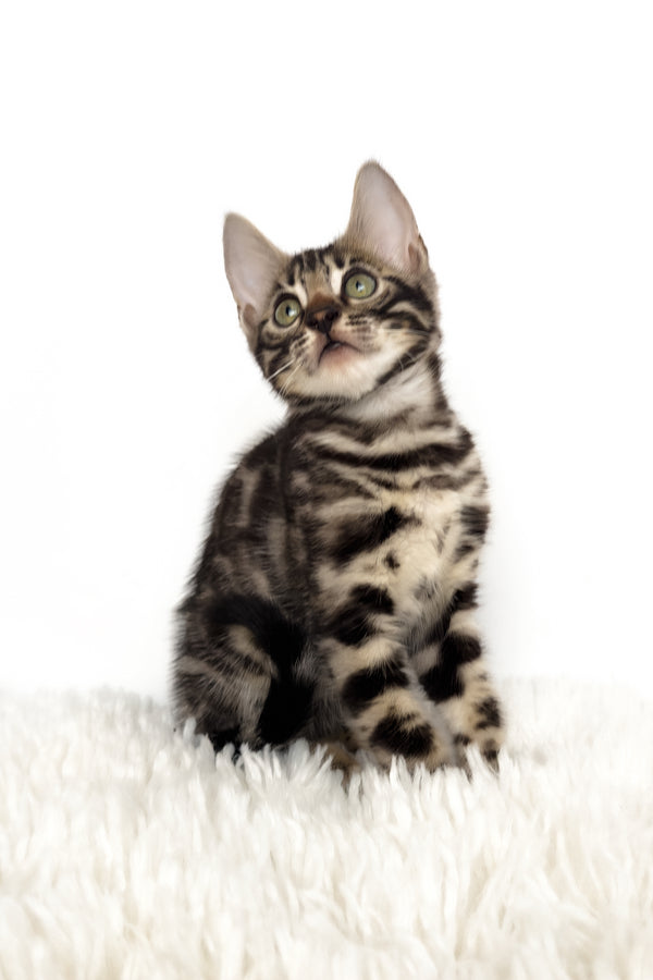 Grafit | Bengal Kitten