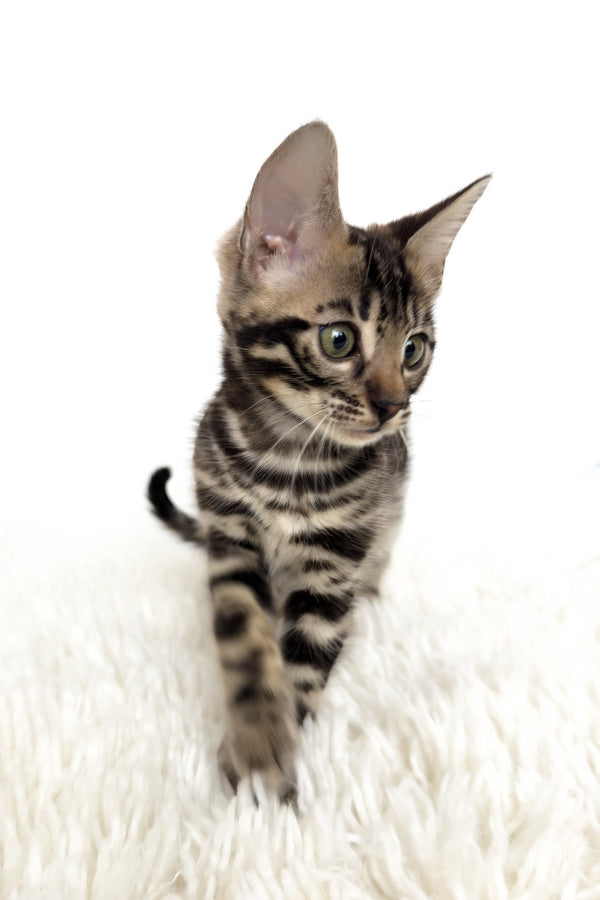 Grafit | Bengal Kitten