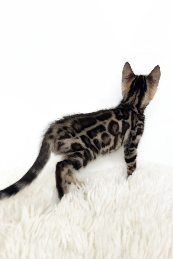 Grafit | Bengal Kitten