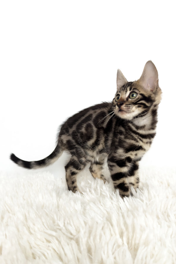 Grafit | Bengal Kitten