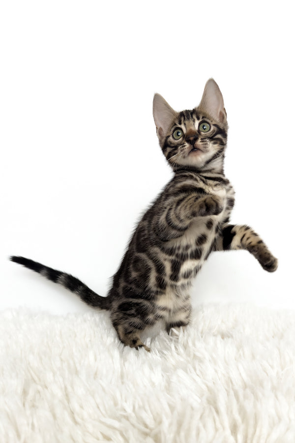 Grafit | Bengal Kitten