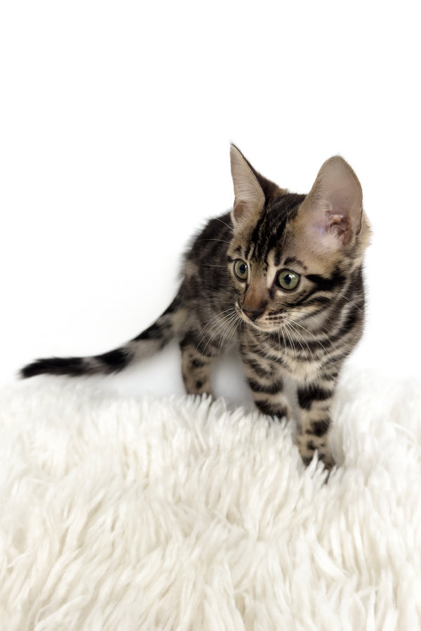 Grafit | Bengal Kitten