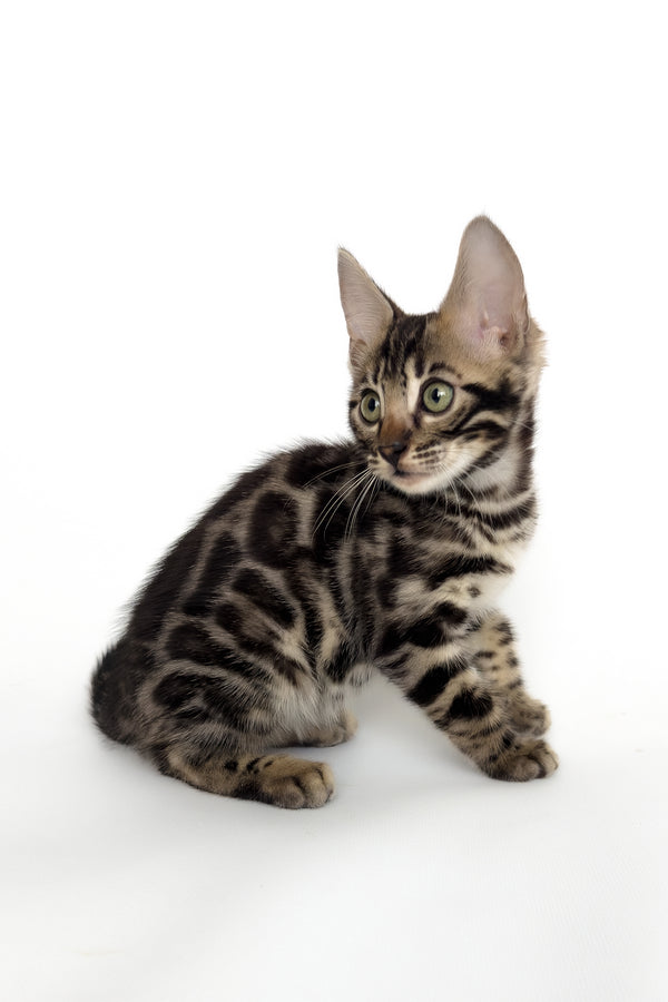 Grafit | Bengal Kitten