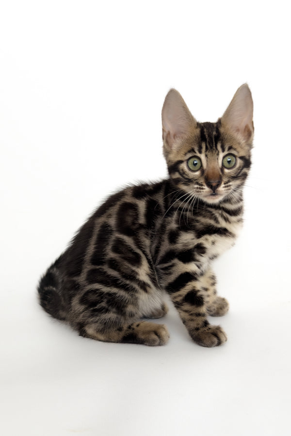 Grafit | Bengal Kitten