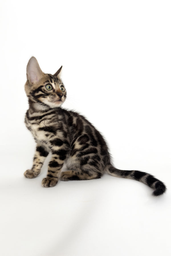 Grafit | Bengal Kitten