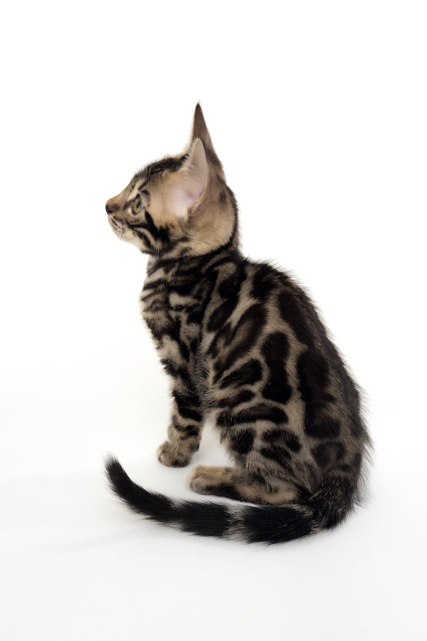 Grafit | Bengal Kitten